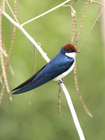 El gran simbolismo de soñar con golondrinas: ¡viva la libertad!