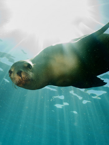 El interesante significado de soñar con focas: entre dos mundos