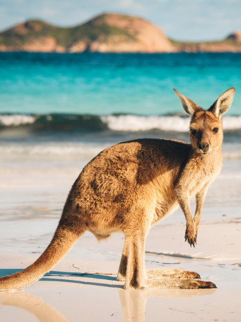 Soñar con un canguro: descubre todo tu potencial
