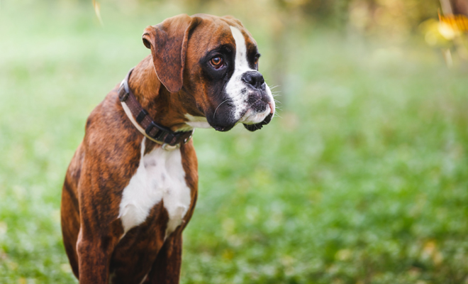 Las distintas formas de llamar a tu mascota con Y