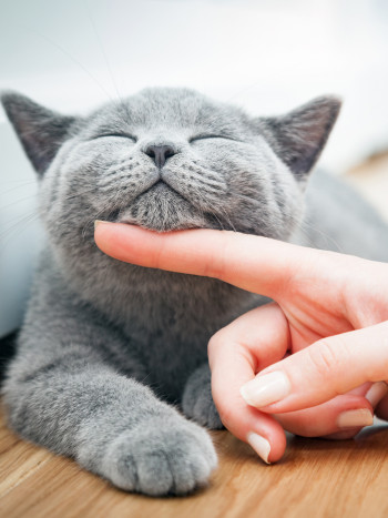 Soñar que eres un gato: apuesta por tu independencia