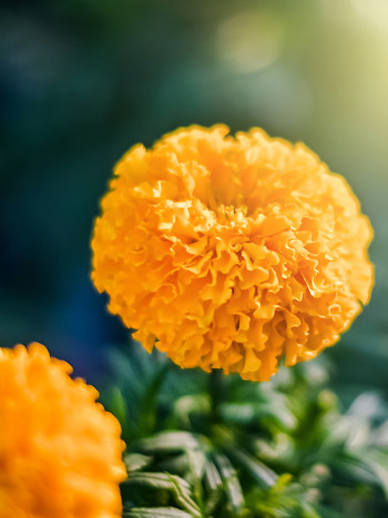 La flor de Cempasúchil: leyenda mexicana de un amor que nunca muere