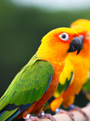 Soñar con una cotorra: ¿tienes algo que decir?