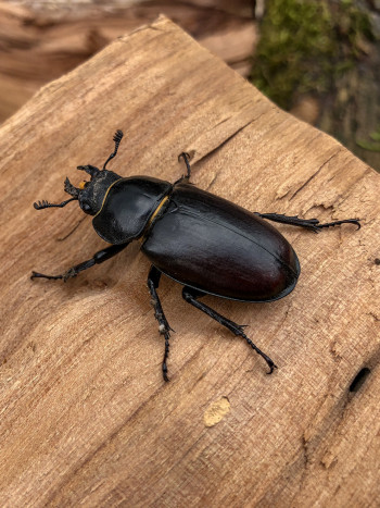 Soñar con un escarabajo: sueños protectores
