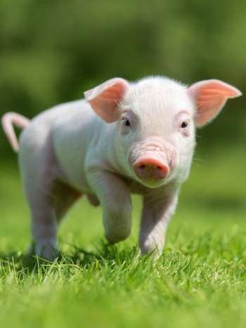 La buena fortuna al soñar con cerdos: significado e interpretación