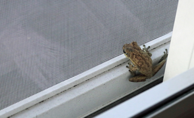 Qué significa soñar con ranas en la casa