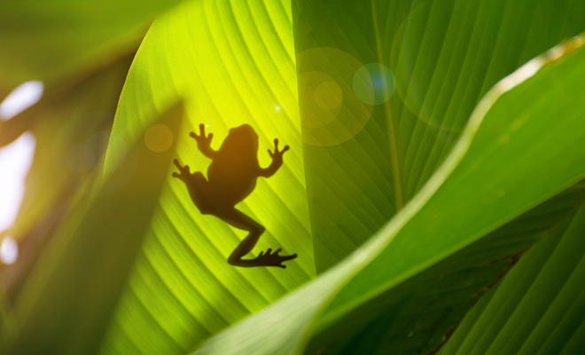 ¿Qué significa soñar con ranas muertas?