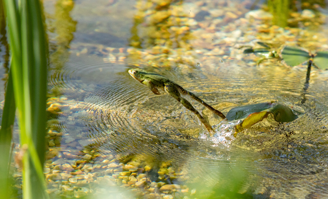 Significado de soñar con una rana saltando