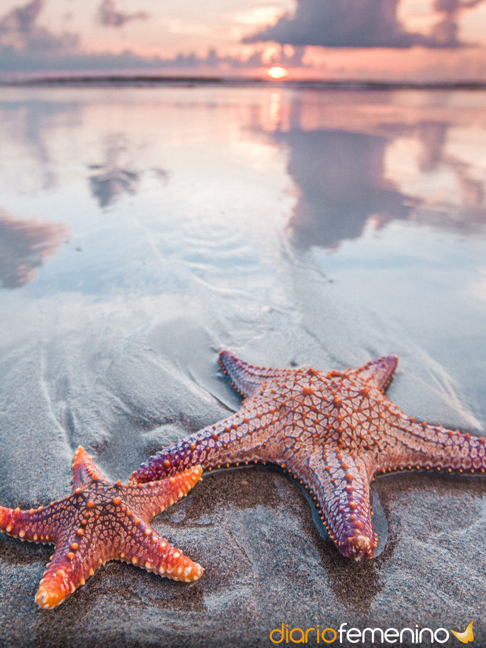 estrella de mar  Fondo marino, Estrella de mar, Animales