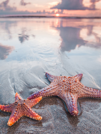 La magia de soñar con estrellas de mar: despierta tus sentidos