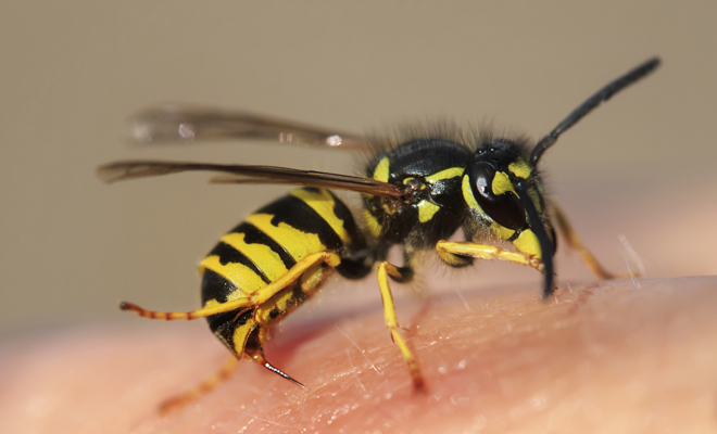 Qué significado tiene soñar que una abeja te pica