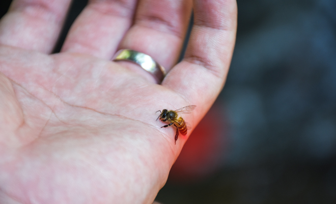 Qué significa soñar que una abeja pica a otra persona
