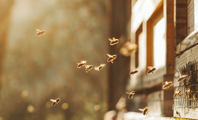 ¿Cuál es el significado de soñar con abejas en casa?