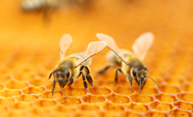 El significado de soñar que hablas con abejas
