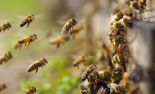 El significado de soñar con abejas que vuelan o revolotean