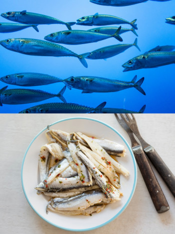 Significado de soñar con anchoas (en forma de comida o de pez en el mar)