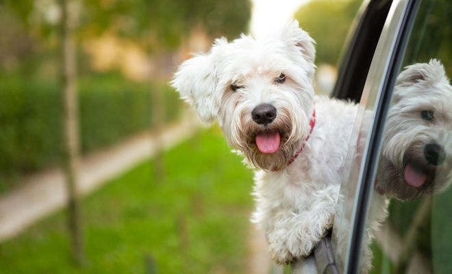 Bonitos nombres para perritos y perritas macho y hembra