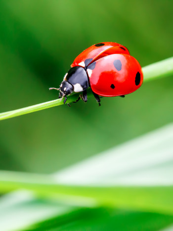 Soñar con mariquitas: la buena suerte de estos insectos en sueños