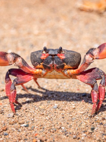 El significado de soñar con cangrejos: siempre hay otros caminos