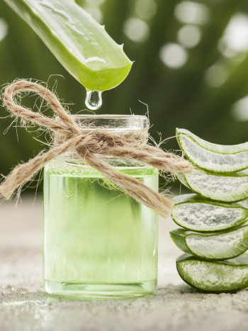 Cómo extraer y conservar el gel de aloe vera: aprovecha sus propiedades