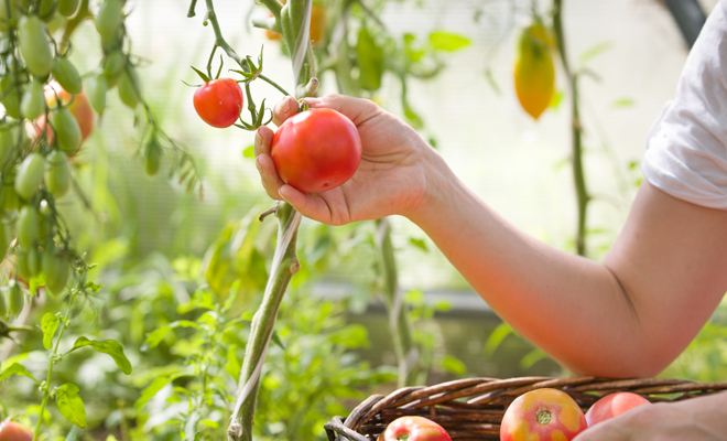 ¿Qué debes tener en cuenta para saber si un tomate está maduro?
