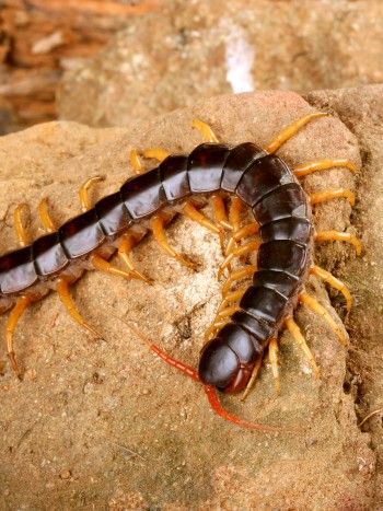 El alentador mensaje que guarda soñar con un ciempiés