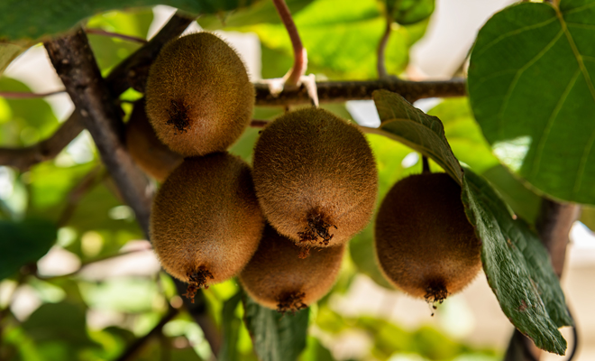 Lo que debes hacer para saber si un kiwi está maduro o no