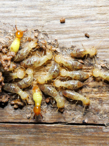 La incertidumbre de soñar con termitas: ¿qué temes perder?