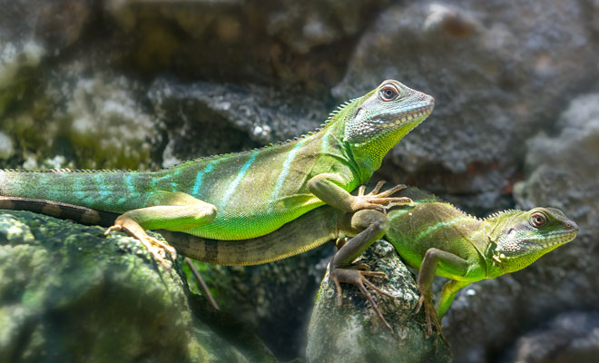 Soñar con lagartos: recupera tu instinto