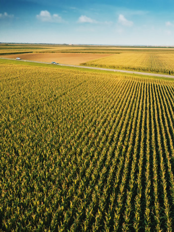 La cautivadora leyenda mexicana del maíz (versión corta y tradicional)