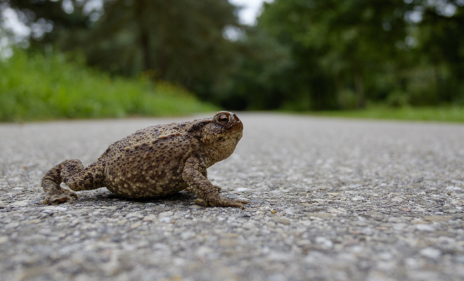 Qué significa soñar que un sapo me persigue
