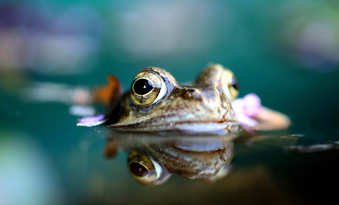El significado de soñar con sapos muertos