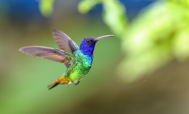 Soñar con un colibrí: descubre tu potencial