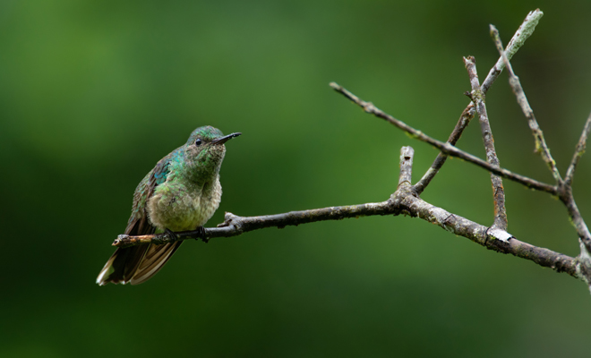 Qué significado tiene soñar con un colibrí herido