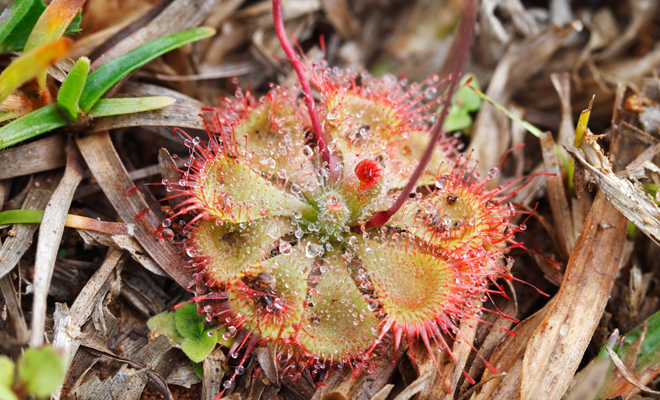 Drosera para el asma