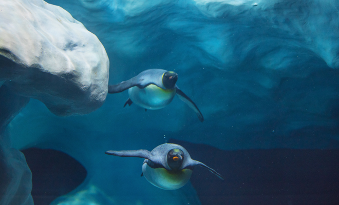 El significado de soñar con pingüinos nadando o en el agua