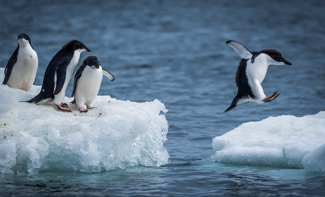 El significado de soñar con pingüinos en la nieve