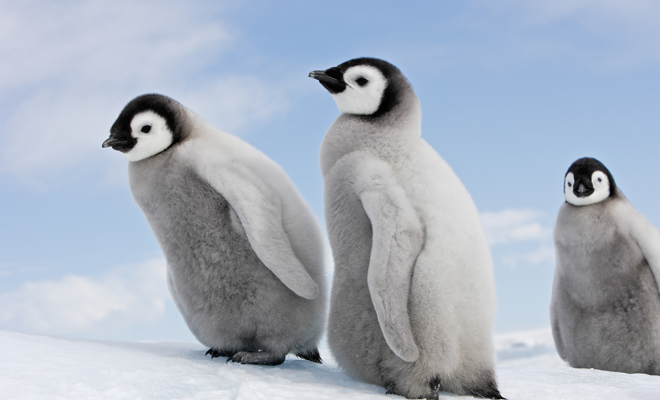 Qué significa soñar con pingüinos bebé