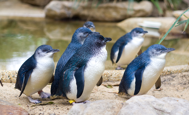 Qué significa soñar con pingüinos azules o negros