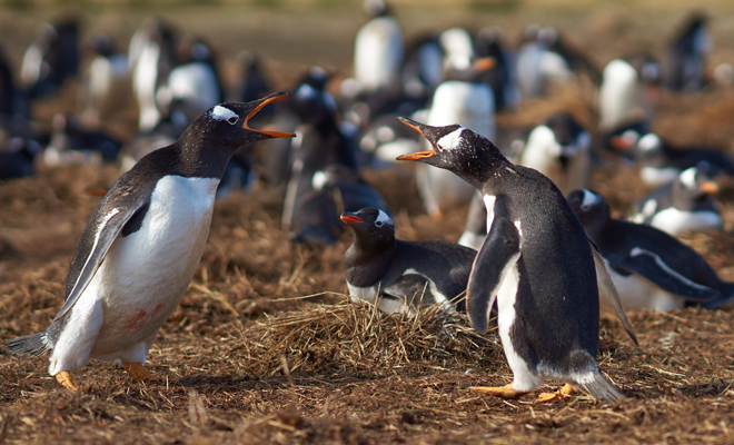 Soñar con pingüinos que me atacan: significado