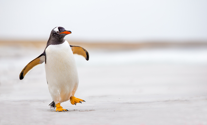 Qué significa soñar con pingüinos muertos
