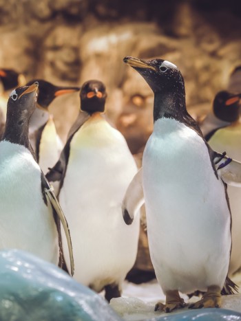 Soñar con pingüinos: acepta tus contradicciones