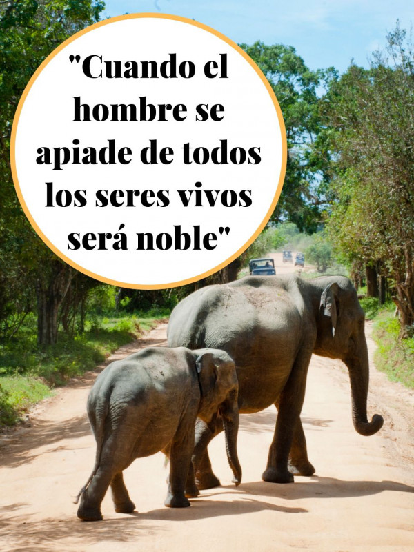 Frases de amor sobre animales: hay que ser piadosos