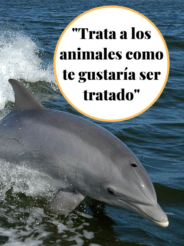 Frases de amor sobre animales: No son juguetes, ¡cuídalos!