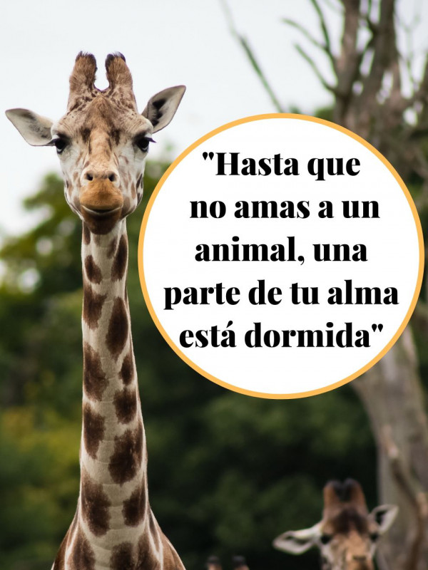 Frases de amor sobre animales: Aprende a amar
