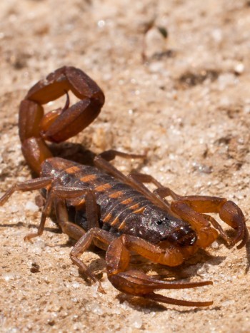 ¿Qué significa soñar con un alacrán o escorpión en la cama?