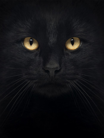 Soñar con gatos negros: presagio de engaños y mentiras