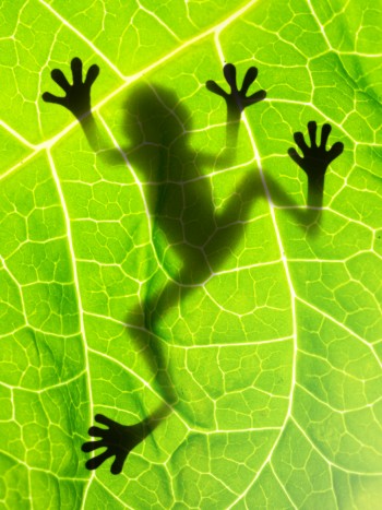 Diferentes significados de soñar con anfibios: ranas, sapos, salamandras...