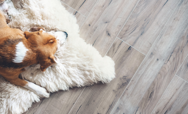 Cómo llamar a un cachorro como el tuyo