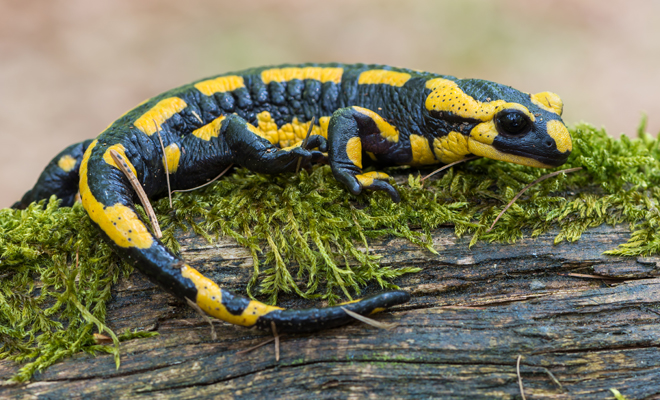 Qué significado tiene soñar con salamandras